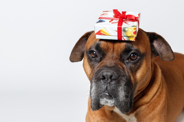 Rode schattige hond houdt een geschenk op een witte achtergrond