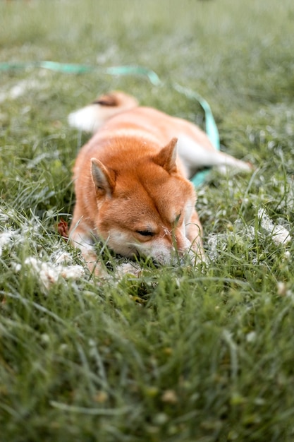 Rode Shiba Inu-puppyhond die buiten staat