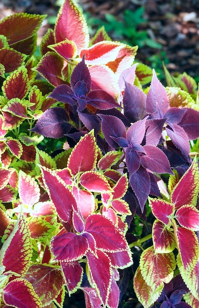 Rode siernetel en paarse plant close-up
