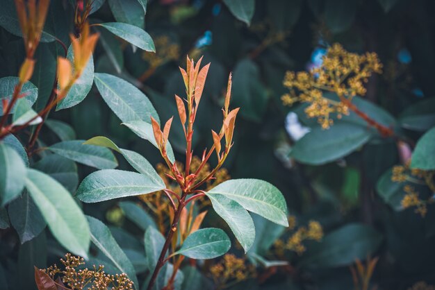 Rode spruiten, groene bladeren en toppen van Photinia Fraseri