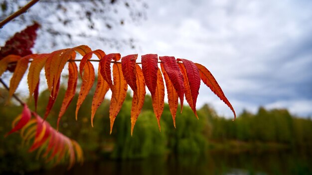 Rode sumacbladeren in het herfstbos van dichtbij