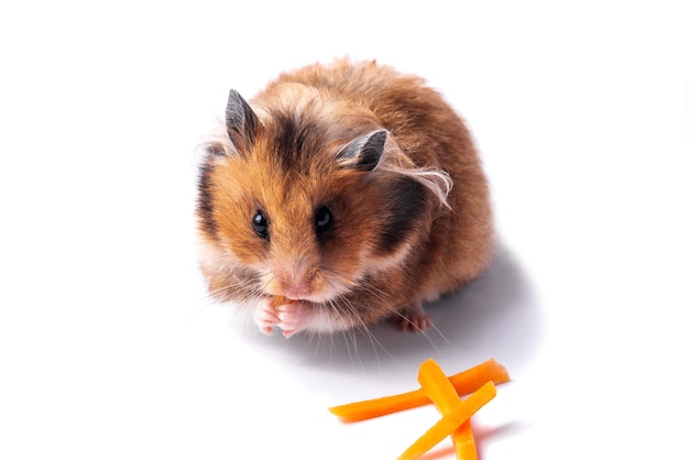 Rode Syrische hamster op een witte achtergrond eet wortelen