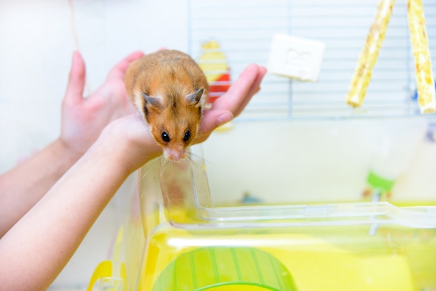 Rode tamme hamster in de handen van het kind