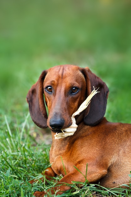 Rode teckel hond potrait buiten