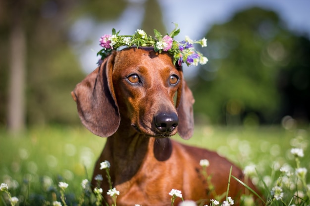 rode teckel hond zittend in bloemen