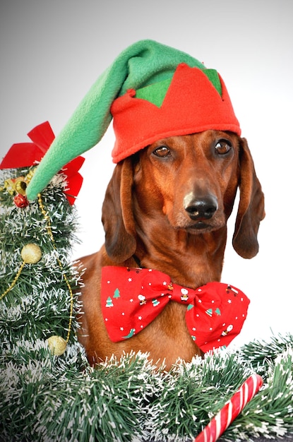 Rode teckel verkleed als elf voor Kerstmis