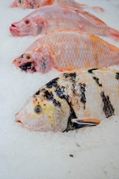 Rode Tilapia-vissen met ijs in markt