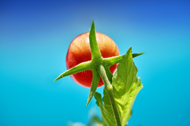 Rode tomaat op het gebied van de tomatenboomgaard