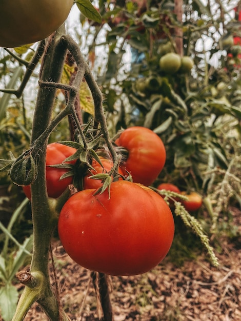 Rode tomaten die op tak hangen, warme kleuren, verticale foto. Verse boerengroenten