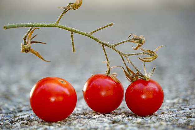 Rode tomaten geïsoleerd op wit