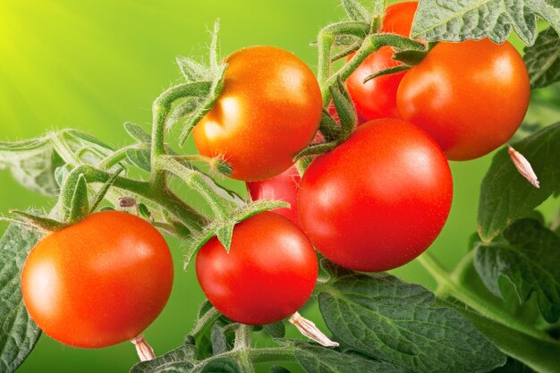 Rode tomaten in de tuin