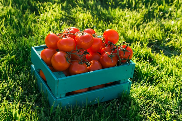 Rode tomaten liggen in blauwe houten kist op groen gras verlicht door zonlicht Concept van het oogsten van je eigen moestuin om te oogsten voor de winter