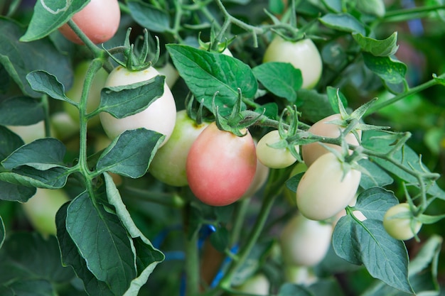 rode tomaten vers van de boom