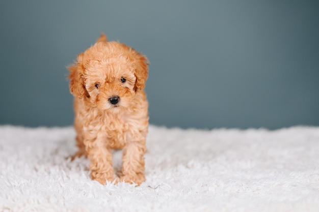 Rode Toy Poodle-puppy staat op een blauwe achtergrond en kijkt naar de camera