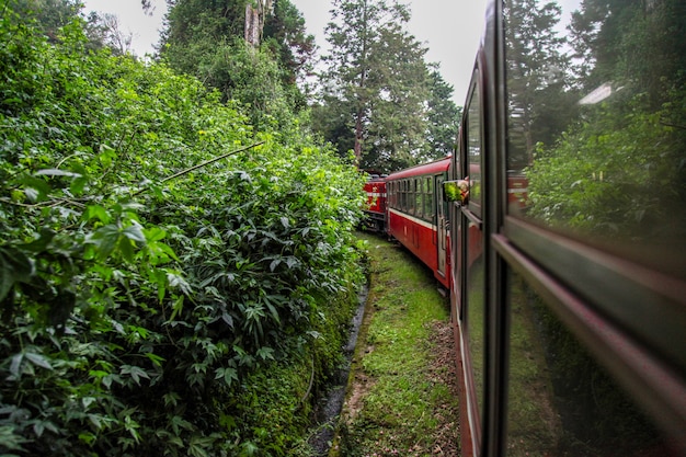 Rode trein die in mistige dag bij alishan lijn op alishan berg, Taiwan in werking wordt gesteld.