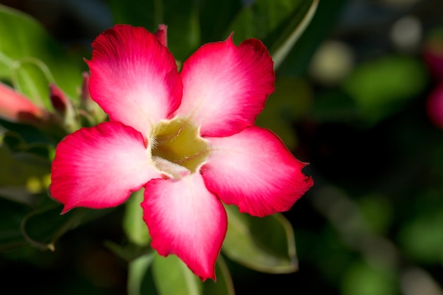 Foto rode tropische bloem