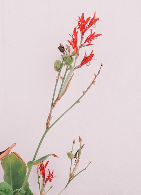 Foto rode tropische bloemen op witte muur achtergrond plant esthetisch minimaal behang reizen canarische eiland
