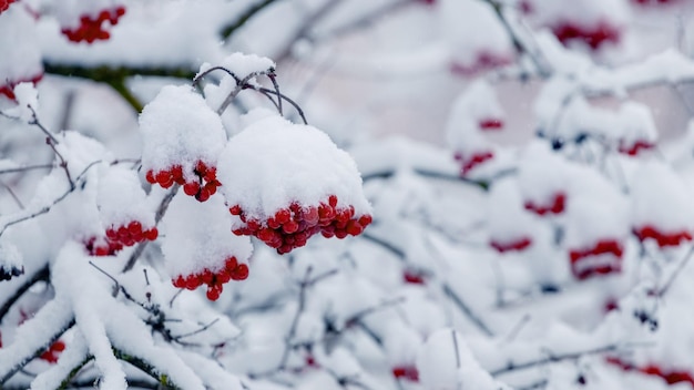 Rode trossen viburnum op struiken in de winter na sneeuwval Rode viburnumbessen bedekt met sneeuw