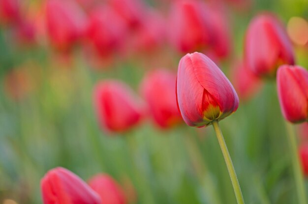 Rode tulp bloem achtergrond Rode tulp in de tuin Veld met mooie rode tulpen