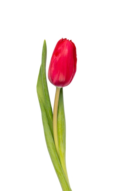 Rode tulp bloem geïsoleerd op witte achtergrond