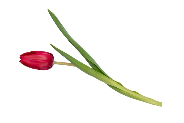 Rode tulp bloem geïsoleerd op witte achtergrond