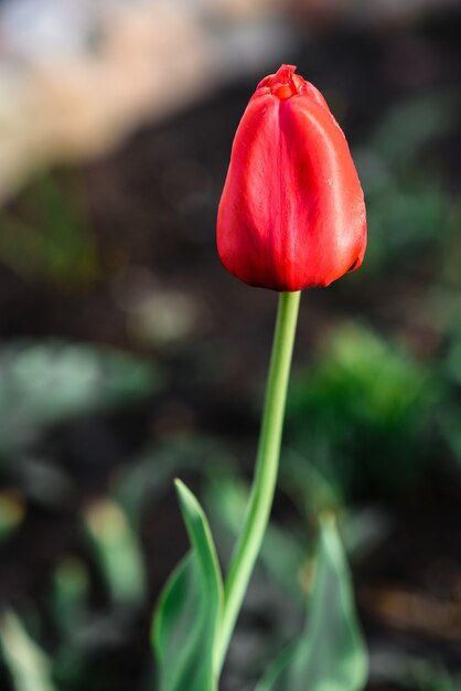 rode tulp bloem groeit in de tuin