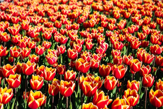 Rode tulp bloem veld met kleurrijke bloemen achtergrond