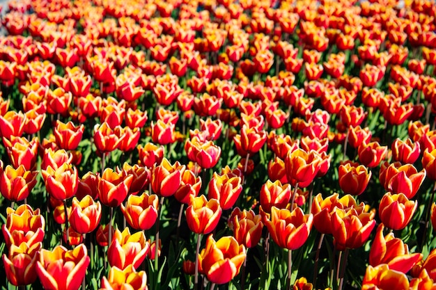 Rode tulp bloem veld met kleurrijke natuurlijke achtergrond verse tulpen