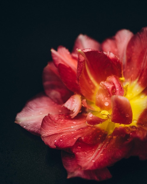 Foto rode tulp bloemblaadjes op zwarte achtergrond