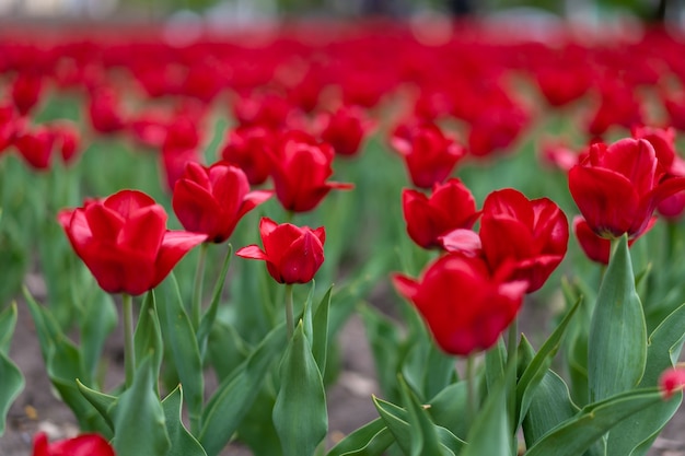 Rode tulp bloemen achtergrond buiten Lente seizoen bloemen