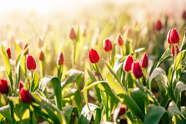 Rode tulp bloemen in de tuin met waternevel en zonlicht. Natuurlijke achtergrond.