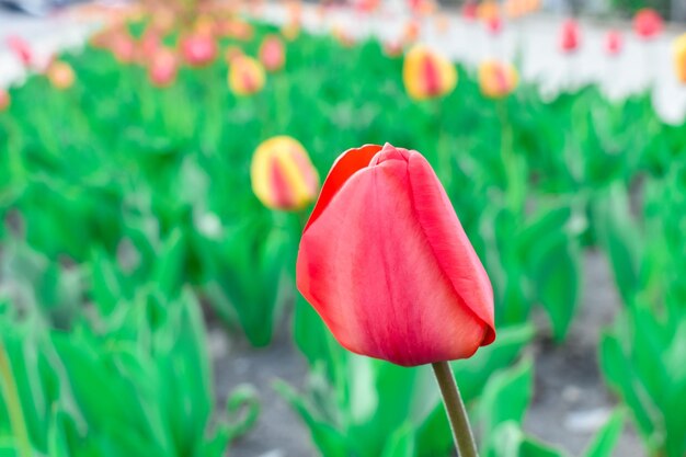 Rode tulp bloemen op een onscherpe achtergrond van groene bladeren