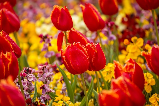 Rode tulp bloemen