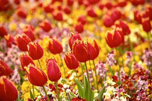 Rode tulp bloemen