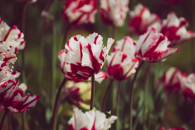 Rode tulp bloemen