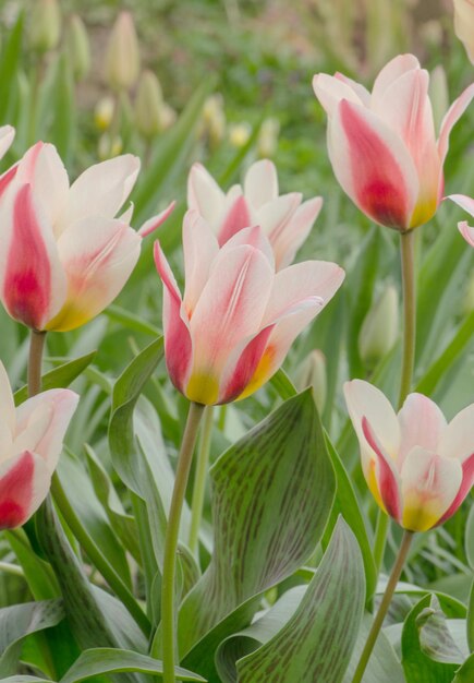 Rode tulp breed omzoomd met witte Grote bloemen op korte stevige stelen