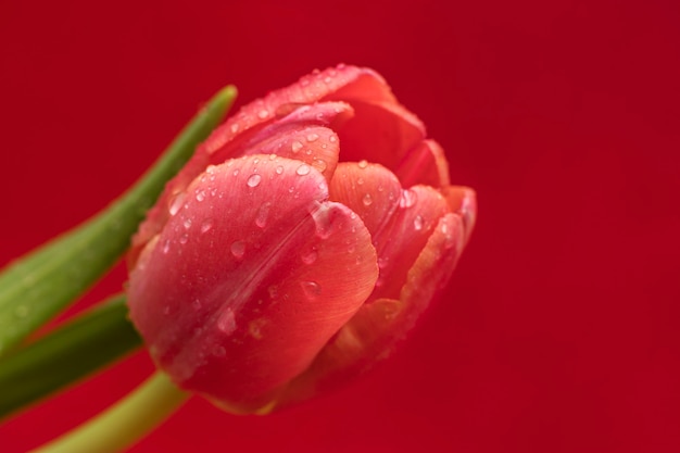 Rode tulp close-up op een rode achtergrond