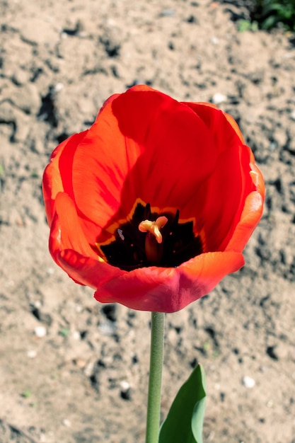 Rode tulp en groen gras close-up