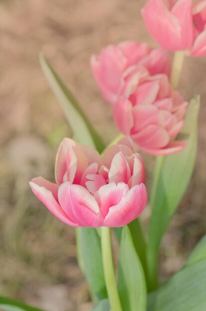 Rode tulp en romige rand Dubbele pioenbloemige tulp Wirosa