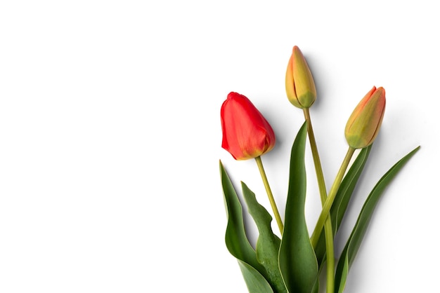 Rode tulp geïsoleerd op wit