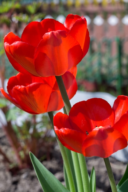 Rode tulp in de tuin