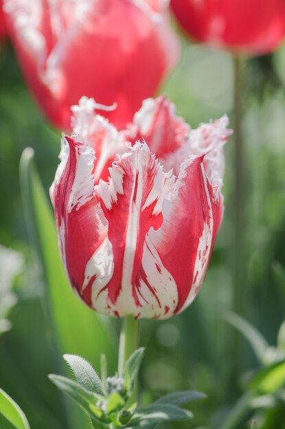 Rode tulp met witte rand in tuin Rembrandt