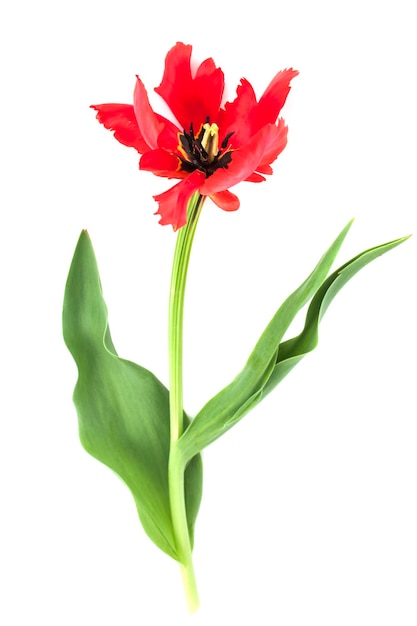 Rode tulp