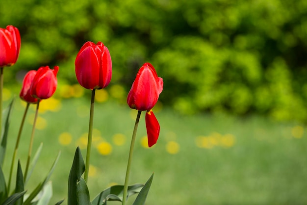 Rode tulpen achtergrond Bloemknoppen in het voorjaar in het zonlicht Bloembed met bloemen Tulpen close-up Rode bloem