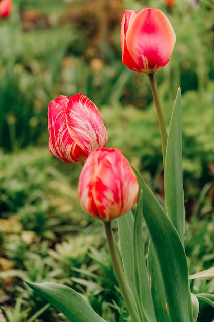 Rode tulpen bloeien in de lente na regen