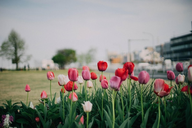 Rode tulpen bloeien in het park tegen de lucht.