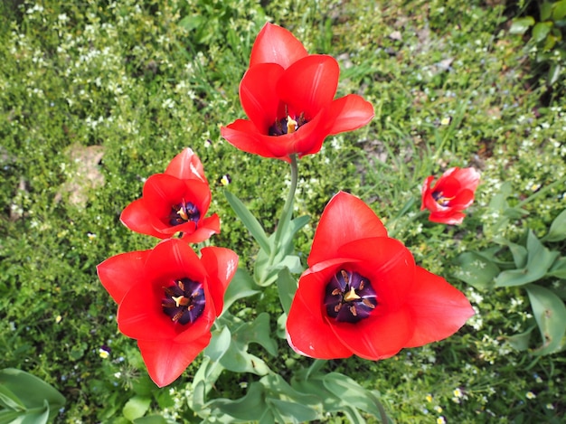 Rode Tulpen bloem