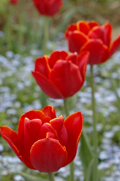 Rode tulpen die in een tuin bloeien