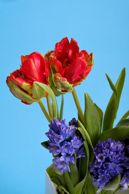 Rode tulpen en blauwe hyacint bloemen op gekleurde achtergrond