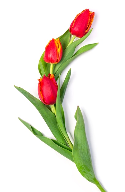 Rode tulpen geïsoleerd op witte achtergrond